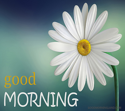 Good Morning Flower Images Free Download Good Morning Images
